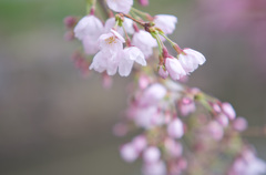 3分咲き