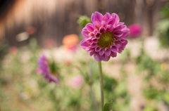 ピンク色の花
