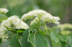 小花満開