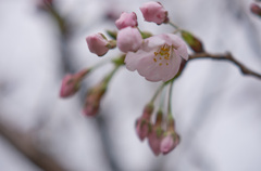 3分咲き