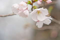 3分咲き