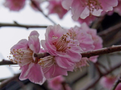 梅の花