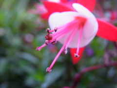 フクシアの花