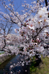 8分咲き with Wide Lens