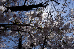 太陽と桜