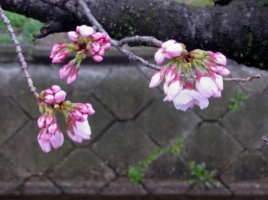 あと一息