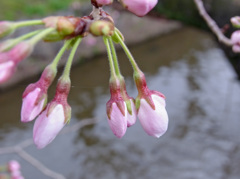 川縁の桜