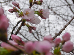 蕾と花