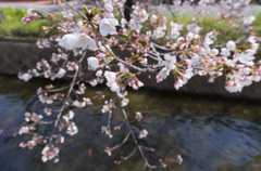 8分咲き
