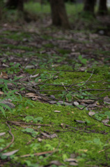 苔生して