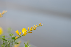 黄色い花