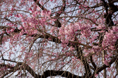 しだれ桜