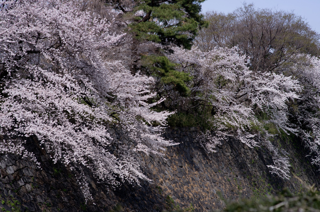 城壁の桜