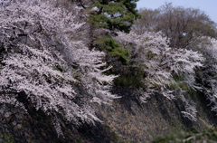 城壁の桜