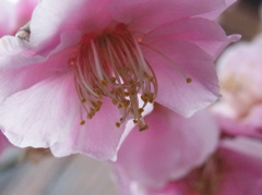 梅の花