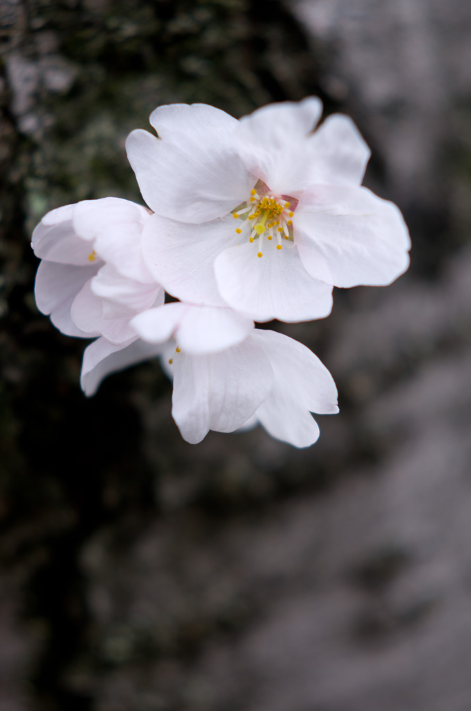 3分咲き