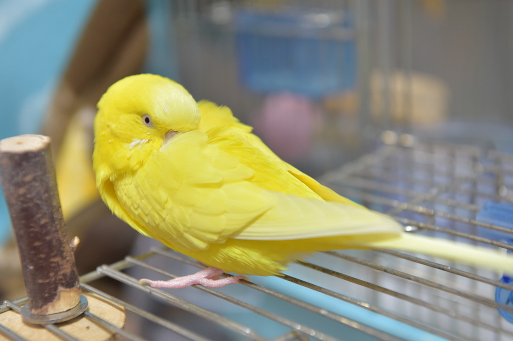 ぴいちゃん