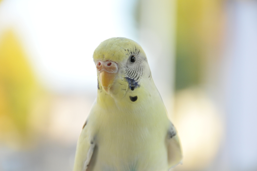 おもち
