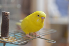 ぴいちゃん