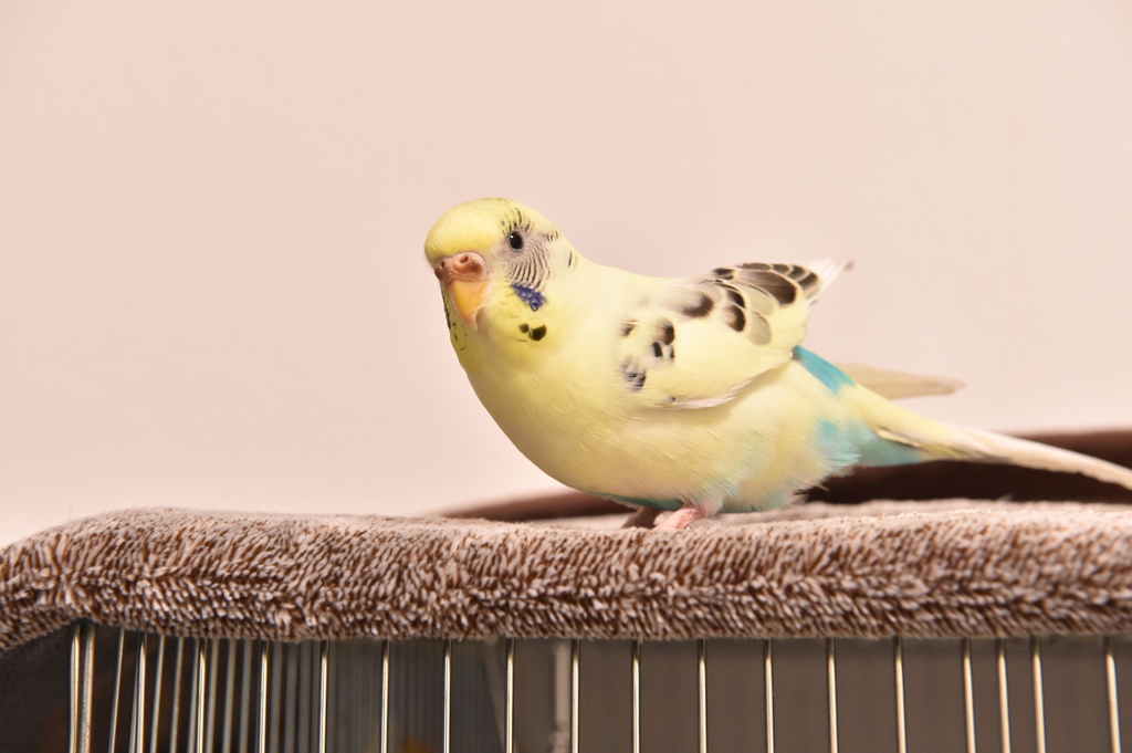 おもち