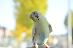 おもち