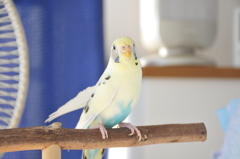 おもち