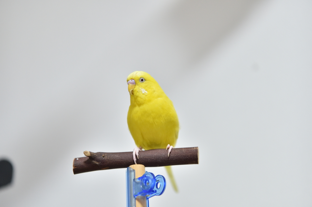 ぴいちゃん