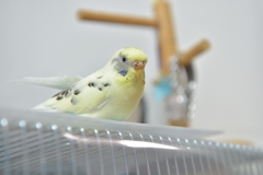 おもち