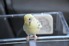 おもち