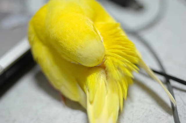 DSC_0780