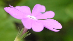 P1020023