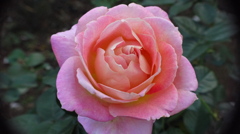薔薇１４