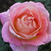 薔薇１４