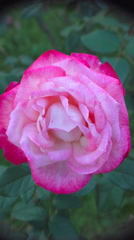 薔薇２