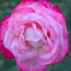 薔薇２