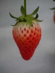 P1040160