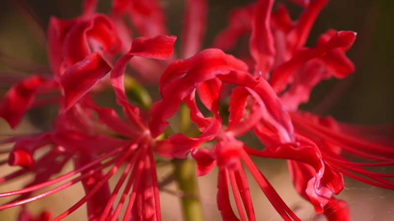 曼珠沙華２