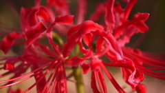 曼珠沙華２