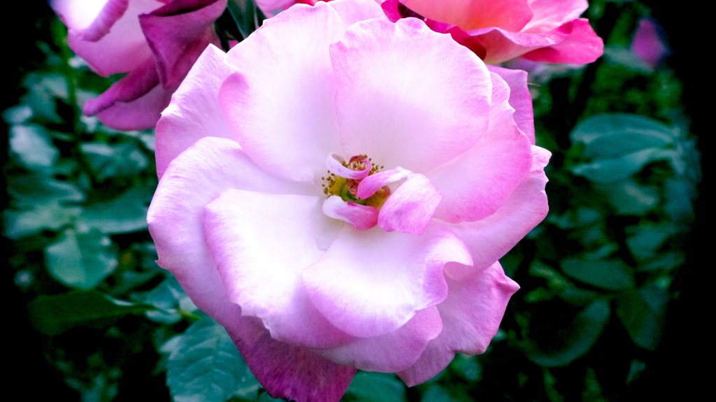 薔薇５