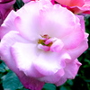 薔薇５