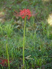 曼珠沙華６