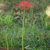 曼珠沙華６