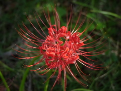 曼珠沙華３
