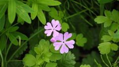 P1020048
