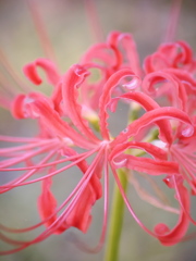 曼珠沙華５