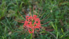 曼珠沙華４
