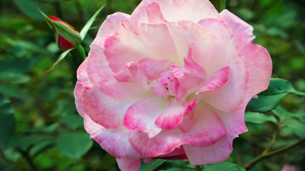 薔薇７