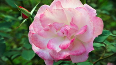 薔薇７