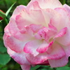 薔薇７