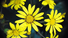 花１